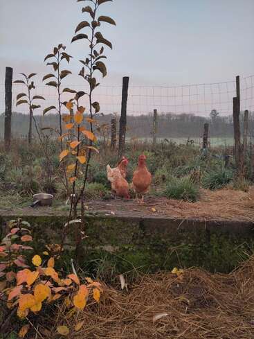 Two chickens stand on grassy ground near a fence, with a small tree and autumn leaves in the foreground. The sky is overcast and calm.