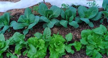 This image shows two rows of leafy green vegetables, possibly lettuce and cabbage, growing in rich brown soil in a well-maintained garden bed outdoors.