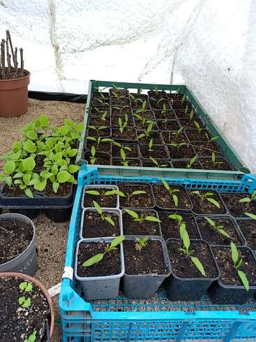 This image shows young seedlings growing in individual pots and trays inside a greenhouse with bubble wrap insulation. The plants are healthy and well-organized.