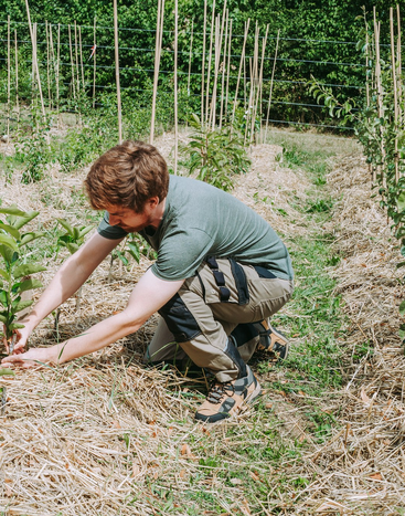 A man in a green shirt and utility pants tends to a young plant in a mulched garden, surrounded by wooden stakes and green foliage.