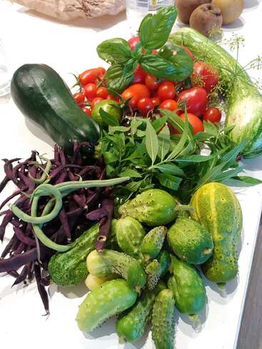 A vibrant assortment of garden vegetables and herbs, including tomatoes, cucumbers, zucchini, purple beans, basil, and fresh greens, displayed on a white countertop. Fresh harvest.