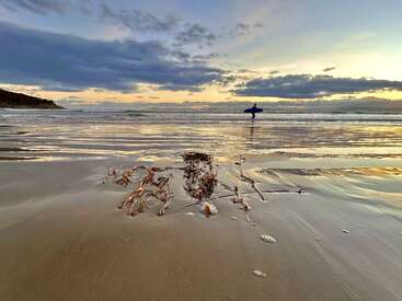 Der goldene Sonnenuntergang spiegelt sich auf dem nassen Sand. Treibholz und Seegras liegen im Vordergrund. Ein einsamer Surfer mit einem Brett läuft unter dramatischen Wolken auf die Wellen zu.