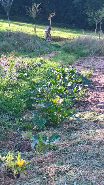 A imagem mostra uma cena serena de jardim com uma pequena estrutura de madeira ao fundo, cercada por uma vegetação exuberante e flores vibrantes.