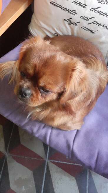 Um cachorrinho marrom de pêlo comprido está sentado em uma almofada roxa, olhando para baixo. Atrás dele, há um travesseiro branco com letras em italiano, sobre um chão colorido.