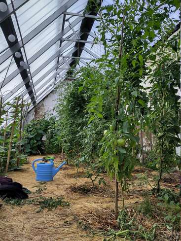 Intérieur d'une serre avec de grands plants de tomates, des tomates vertes, un sol recouvert de paille, un arrosoir bleu et des guirlandes lumineuses créant un environnement paisible, productif et luxuriant.