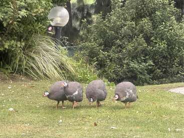 Vier Perlhühner mit geflecktem Gefieder laufen auf grünem Gras in der Nähe von üppigen Büschen und Zierpflanzen in einem Garten herum und suchen nach Futter; im Hintergrund ist eine Laterne zu sehen.