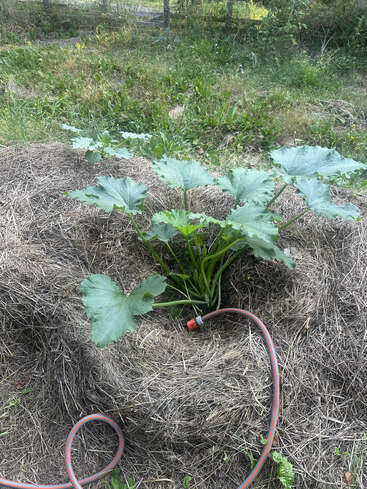 Un plant de courge verte ou de potiron pousse dans un parterre recouvert de paillis de paille, dans un jardin. Un tuyau d'arrosage est enroulé à proximité pour arroser la plante.