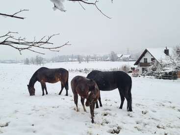 Das Bild zeigt drei Pferde, die auf einer schneebedeckten Wiese grasen, mit einem Haus und Bäumen im Hintergrund, vor einem bedeckten Himmel.