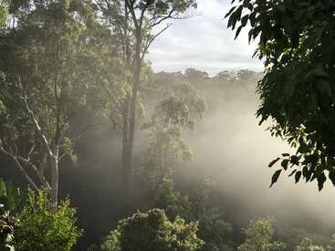 The image depicts a serene forest scene with trees and greenery, shrouded in a misty atmosphere, evoking a sense of tranquility and natural beauty.