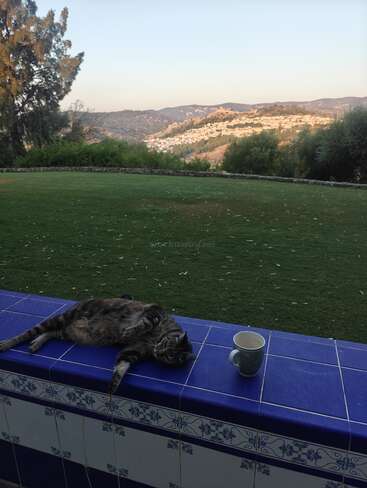 Eine getigerte Katze faulenzt auf blauen Fliesen neben einer Tasse und blickt auf einen saftig grünen Rasen und die fernen Hügel unter einem klaren Himmel bei Sonnenuntergang.