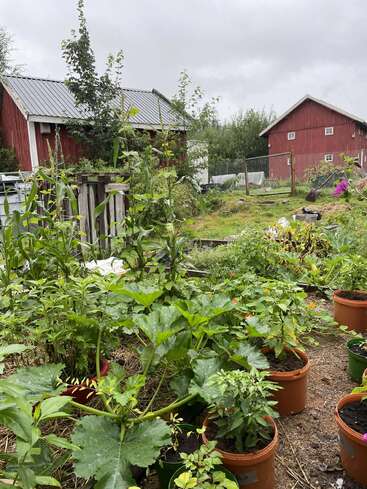 Lush vegetable garden with green plants in pots, two red wooden barns in the background, cloudy sky, rustic rural setting, vibrant and thriving summertime growth.
