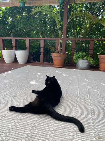 L'image représente un chat noir allongé sur un tapis blanc dans un cadre extérieur serein, entouré de plantes en pot et d'une balustrade en bois.