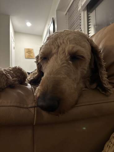 A curly-haired dog is laying its head on a brown couch, looking sleepy and relaxed in a cozy, softly lit living room during the evening.