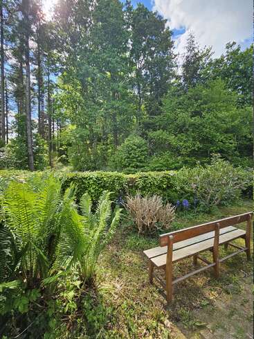 Eine ruhige Holzbank steht in einem üppig grünen Garten, umgeben von Farnen, Sträuchern und hohen Bäumen, unter einem strahlenden Himmel mit vereinzelten Wolken.