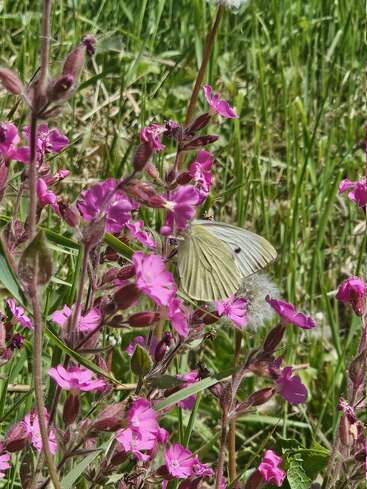 Ein zarter weißer Schmetterling ruht auf leuchtend rosa Wildblumen, umgeben von saftig grünem Gras und Sonnenschein – eine friedliche und farbenfrohe Frühlingsszene in der Natur.