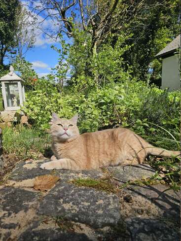 Eine zufriedene rotbraune Katze faulenzt auf Steinplatten in einem sonnigen, grünen Garten. Der Himmel ist blau und bewölkt, und üppige Pflanzen umgeben diese friedliche Szene.