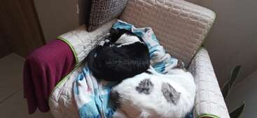 The image shows a cat lying on a bed with a white sheet and a gray blanket, surrounded by a gray wall and a gray floor. The cat is facing the camera.
