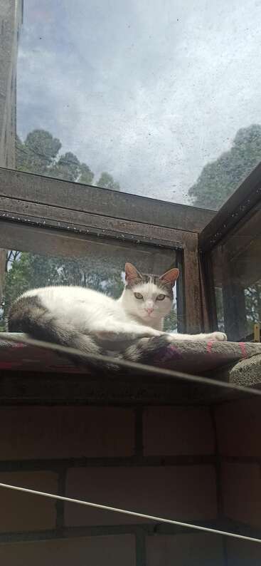 The image depicts a cat sitting on a windowsill, gazing out the window, with a blurred background and a neutral color scheme. The cat\'s posture is relaxed, conveying a sense of calmness.