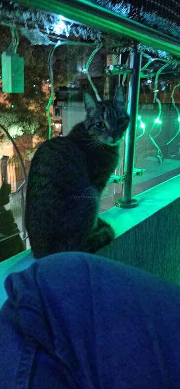 The image depicts a cat sitting on a ledge, with a person's leg visible in the foreground, set against a backdrop of a building and trees at night.