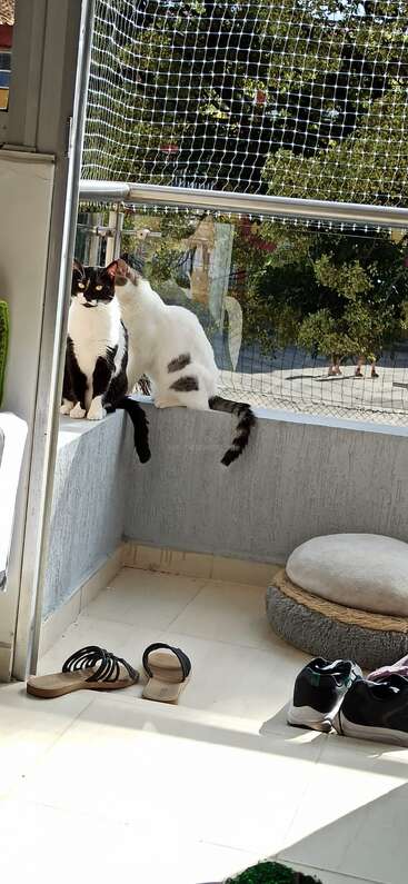 The image depicts two black and white cats sitting on a ledge, with a net behind them, and a pair of shoes on the floor below.