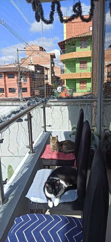 The image depicts two cats lounging on a balcony, surrounded by a metal fence adorned with Christmas lights and garlands, with a cityscape in the background.