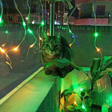 A imagem mostra um gato malhado sentado em uma borda, cercado por luzes verdes e amarelas, com uma planta em primeiro plano e um prédio ao fundo.