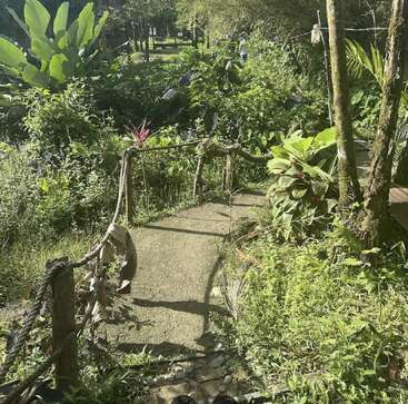 Un étroit sentier en ciment serpente à travers une végétation luxuriante et verdoyante. Les rampes en corde et la lumière du soleil créent une atmosphère sereine et naturelle, invitant à une promenade paisible dans la nature.