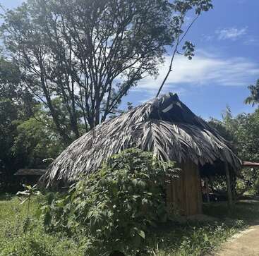 Uma cabana rústica com telhado de palha fica em meio a uma vegetação exuberante e árvores altas sob um céu azul brilhante, capturando um ambiente rural tranquilo.