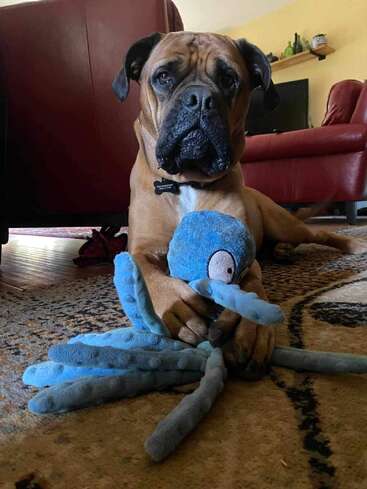 A imagem mostra um cachorro marrom com focinho preto e orelhas de abano, deitado no chão com um brinquedo de pelúcia azul nas patas, em um ambiente de sala de estar.