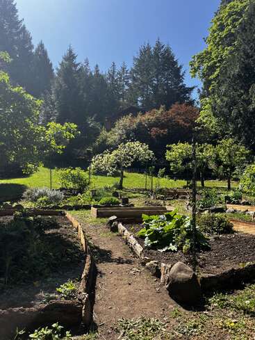 Ein sonniger Garten mit Hochbeeten und grünen Pflanzen ist von Bäumen und Sträuchern umgeben, vor dem Hintergrund von Wald und blauem Himmel. Eine friedliche, üppige Szene.