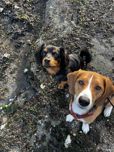 Zwei entzückende Hunde, einer braun-weiß, der andere schwarz mit lohfarbenen Abzeichen, sitzen draußen auf dem felsigen, moosbewachsenen Boden und schauen erwartungsvoll in die Kamera.