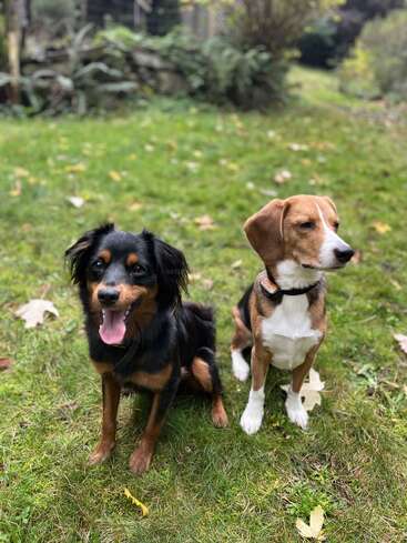 Zwei Hunde sitzen auf grünem Gras im Freien. Der eine ist schwarz und hellbraun und streckt zufrieden die Zunge heraus; der andere, ein braun-weißer Beagle, schaut weg.