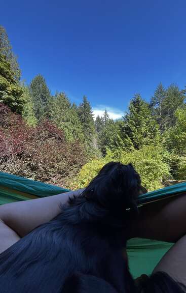 A person relaxes in a green hammock, accompanied by a black dog, enjoying a scenic view of lush trees and a clear blue sky.