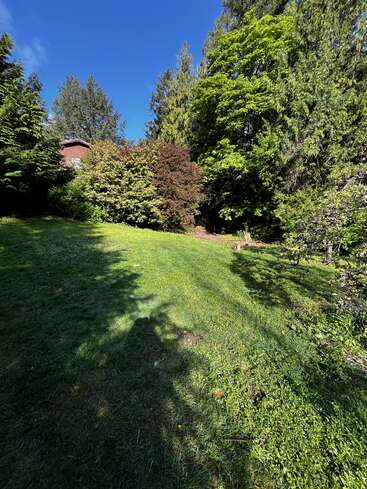 A sunlit grassy yard bordered by lush green trees and bushes under a clear blue sky, with some shadows cast on the lawn and a house partly visible.