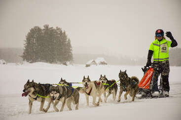 Una persona con una chaqueta de neón y un casco guía a un equipo de seis huskies que tiran de un trineo a través de un paisaje nevado, mientras la nieve cae suavemente a su alrededor.