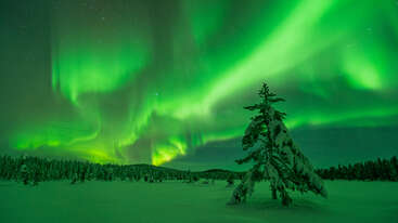 Un árbol cubierto de nieve se alza solitario en un campo nevado, mientras unas auroras de un verde intenso bailan brillantemente en el cielo nocturno sobre un bosque oscuro, creando una escena mágica.