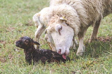 Ein Mutterschaf leckt sanft sein neugeborenes Lamm, um es kurz nach der Geburt zu säubern. Das Lamm ist nass und liegt im Gras, umgeben von einer natürlichen Umgebung.