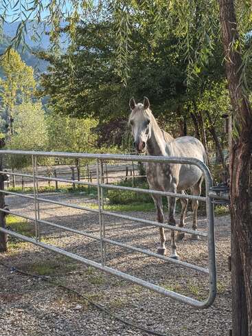 Ein graues Pferd steht hinter einem Metalltor auf einem Kiesweg, umgeben von üppigen grünen Bäumen, im Schatten von baumelnden Weidenzweigen. Eine friedliche Szene auf dem Land.