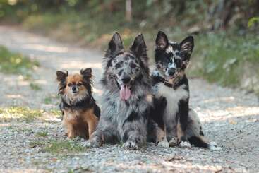 Drei liebenswerte Hunde sitzen zusammen auf einem Kiesweg umgeben von Grün. Jeder von ihnen hat ein einzigartiges Fellmuster und einen ganz eigenen Gesichtsausdruck, was eine charmante und herzerwärmende Szene im Freien ergibt.