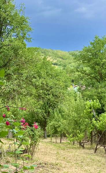 Un exuberante paisaje verde con árboles, arbustos de flores rosas y una colina lejana bajo un espectacular cielo azul. Una escena rural natural y tranquila.