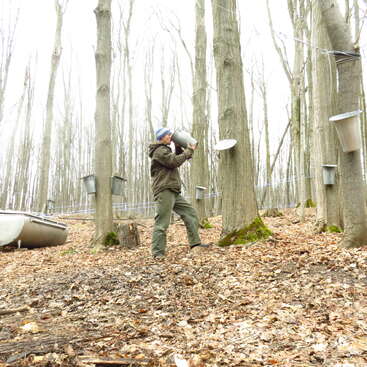 The image depicts a person collecting sap from maple trees in a forest, surrounded by buckets and canoes, with a serene and natural atmosphere.