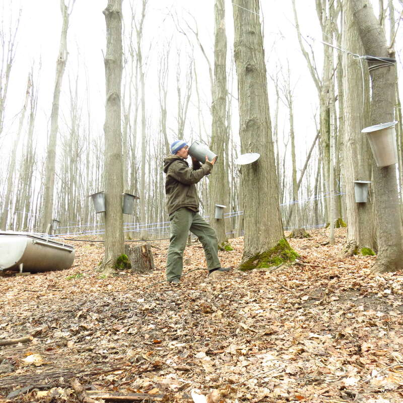 The image depicts a person collecting sap from maple trees in a forest, surrounded by buckets and canoes, with a serene and natural atmosphere.