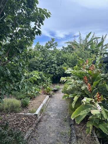Un frondoso sendero serpentea entre parterres elevados, plantas tropicales y árboles frondosos bajo un cielo parcialmente nublado, creando un ambiente sereno y natural.