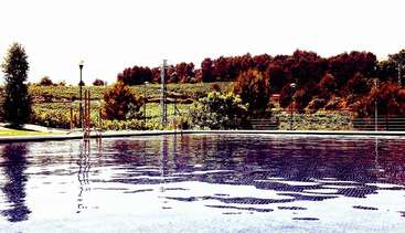 Das Bild zeigt einen ruhigen Swimmingpool im Freien, umgeben von üppigen Bäumen und einem grasbewachsenen Hügel, mit einem klaren Himmel darüber.