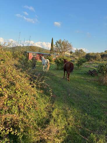 A person leads a white horse across a grassy field, followed by a brown horse. A red barn and trees are in the background, under a clear sky.