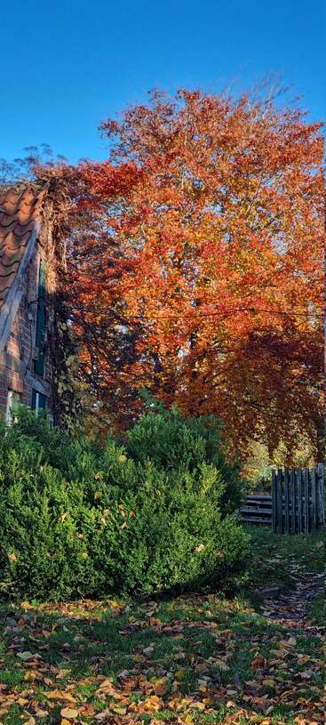 A rustic house peeks from the left, surrounded by green bushes and fallen leaves. Brilliant autumn trees dominate the background under a clear blue sky.