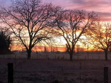 Das Bild zeigt eine ruhige Sonnenuntergangsszene mit zwei kahlen Bäumen und drei Rehen in der Ferne vor einem leuchtend orange-rosa Himmel.
