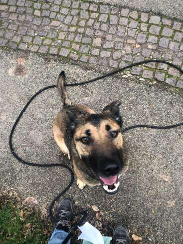 Das Bild zeigt einen Hund, der auf einem Gehweg sitzt und in die Kamera blickt, mit einer schwarzen Leine in der Nähe und den Füßen eines Menschen in der unteren Ecke.