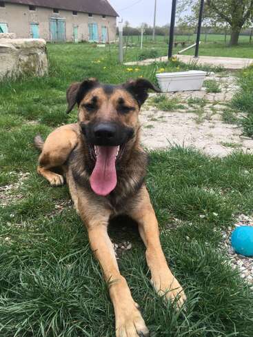 Das Bild zeigt einen braunen Hund mit herausgestreckter Zunge, der in einem Garten im Gras liegt, mit einem blauen Ball in der Nähe und einem weißen Container im Hintergrund.