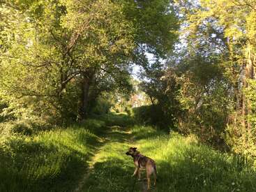 Das Bild zeigt eine heitere Szene mit einem Hund, der auf einem Grasweg steht, umgeben von Bäumen und üppigem Grün, gebadet in warmem Sonnenlicht.